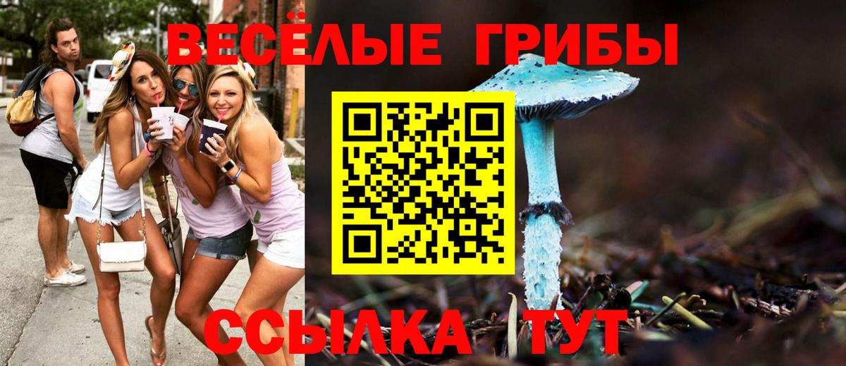 Псилоцибиновые грибы Psilocybine cubensis Сертолово