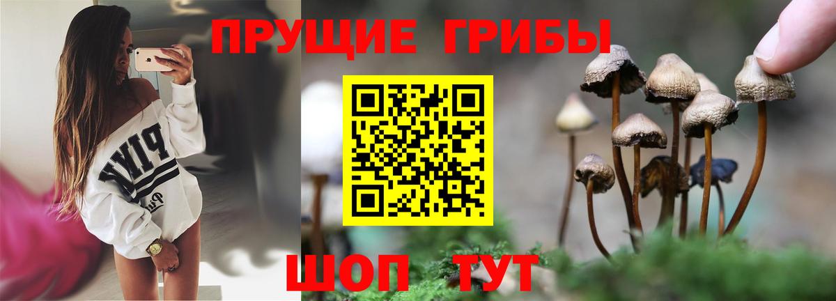 Галлюциногенные грибы Psilocybe  как найти закладки  Вход с VPN  Сертолово  Галлюциногенные грибы ЛСД 